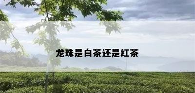 龙珠是白茶还是红茶