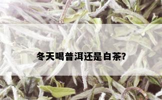 冬天喝普洱还是白茶？