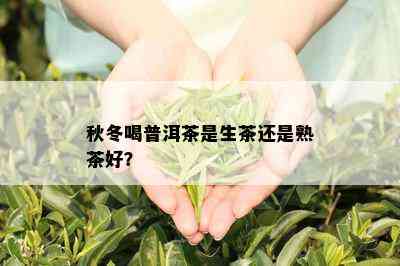 秋冬喝普洱茶是生茶还是熟茶好？