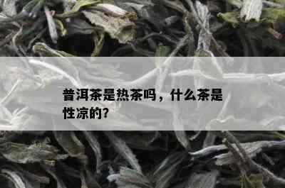 普洱茶是热茶吗，什么茶是性凉的？