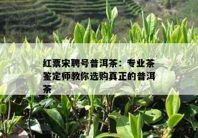 红票宋聘号普洱茶：专业茶鉴定师教你选购真正的普洱茶