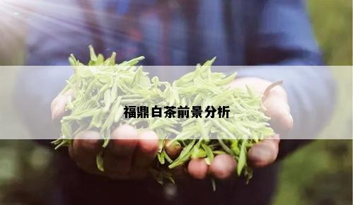 福鼎白茶前景分析