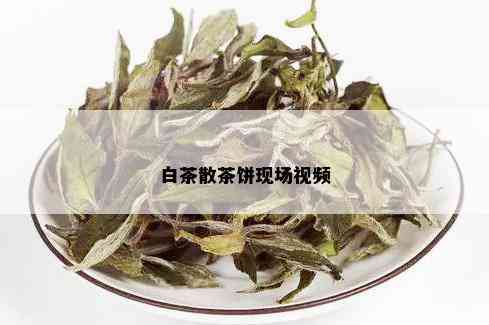 白茶散茶饼现场视频