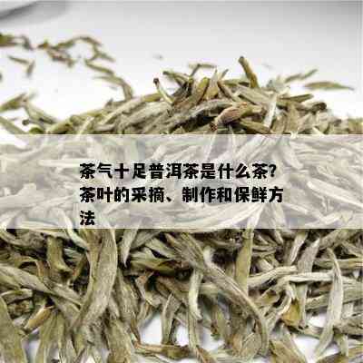 茶气十足普洱茶是什么茶？茶叶的采摘、制作和保鲜方法