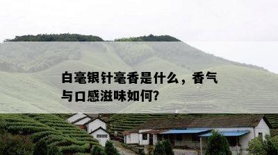 白毫银针毫香是什么，香气与口感滋味如何？