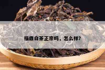 福鼎白茶正宗吗，怎么样？