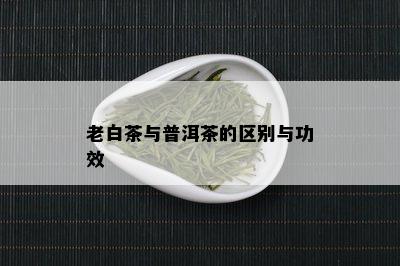 老白茶与普洱茶的区别与功效