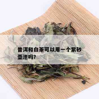 普洱和白茶可以用一个紫砂壶泡吗？