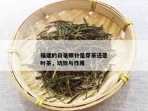 福建的白毫银针是芽茶还是叶茶，功效与作用