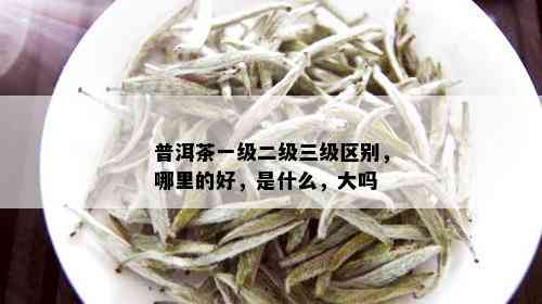 普洱茶一级二级三级区别，哪里的好，是什么，大吗