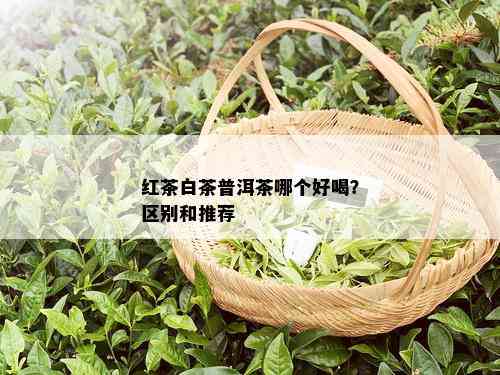 红茶白茶普洱茶哪个好喝？区别和推荐