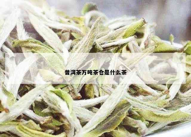 普洱茶万吨茶仓是什么茶