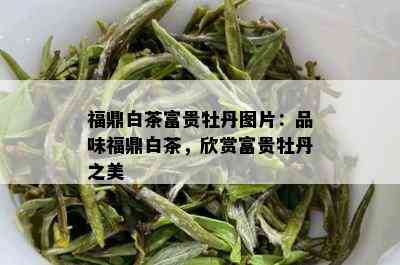 福鼎白茶富贵牡丹图片：品味福鼎白茶，欣赏富贵牡丹之美