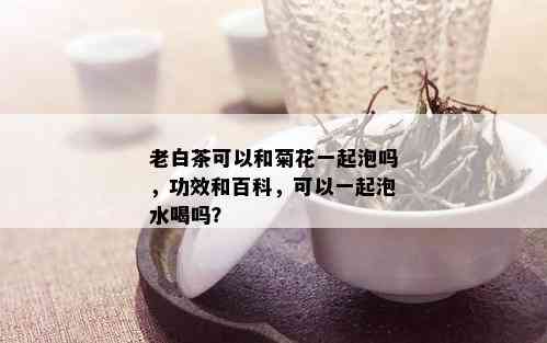 老白茶可以和菊花一起泡吗，功效和百科，可以一起泡水喝吗？