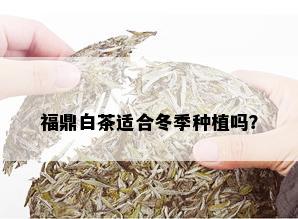 福鼎白茶适合冬季种植吗？