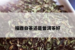 福鼎白茶还是普洱茶好