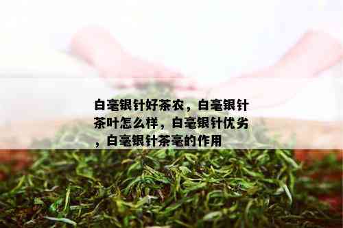 白毫银针好茶农，白毫银针茶叶怎么样，白毫银针优劣，白毫银针茶毫的作用