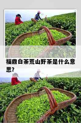 福鼎白茶荒山野茶是什么意思？