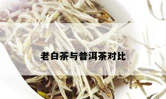 老白茶与普洱茶对比