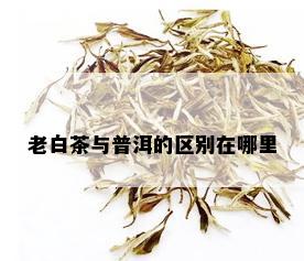 老白茶与普洱的区别在哪里