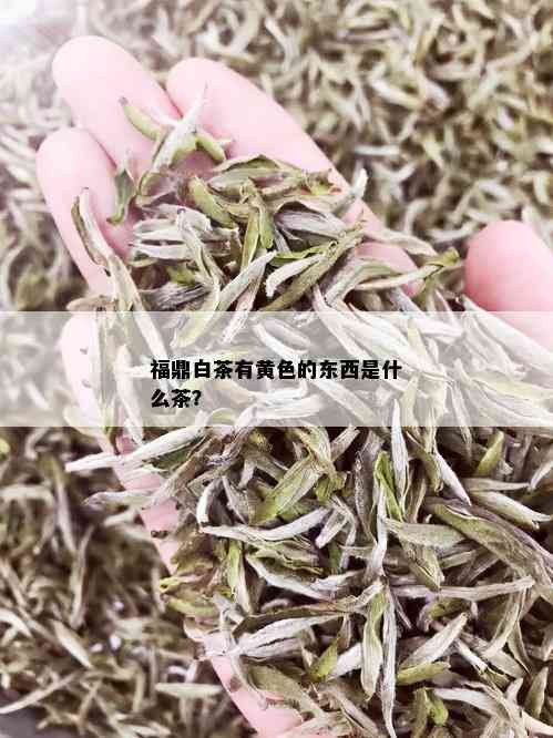 福鼎白茶有黄色的东西是什么茶？