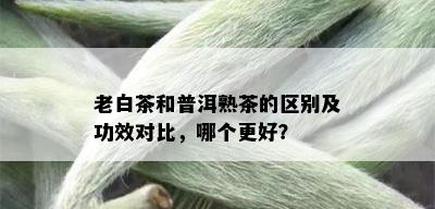 老白茶和普洱熟茶的区别及功效对比，哪个更好？