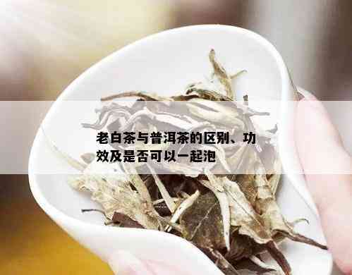 老白茶与普洱茶的区别、功效及是否可以一起泡