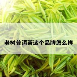 老树普洱茶这个品牌怎么样