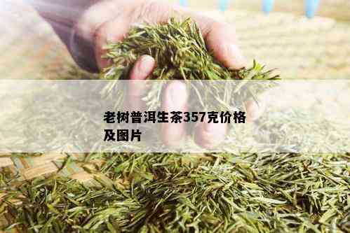 老树普洱生茶357克价格及图片