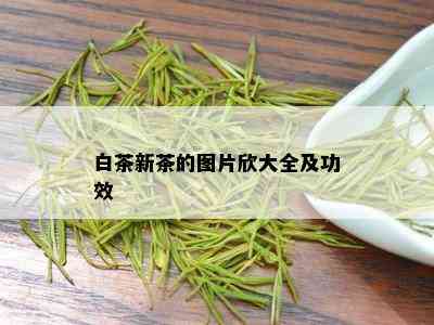 白茶新茶的图片欣大全及功效