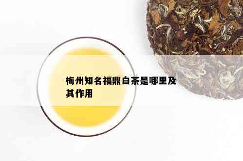 梅州知名福鼎白茶是哪里及其作用