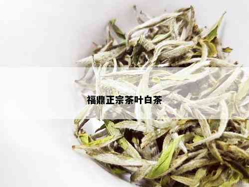 福鼎正宗茶叶白茶