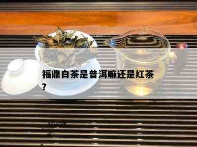 福鼎白茶是普洱嘛还是红茶？