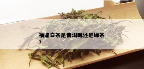 福鼎白茶是普洱嘛还是绿茶？