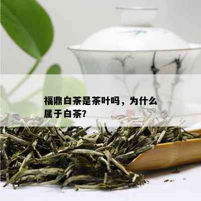 福鼎白茶是茶叶吗，为什么属于白茶？