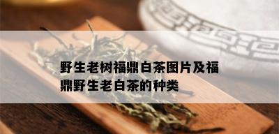 野生老树福鼎白茶图片及福鼎野生老白茶的种类