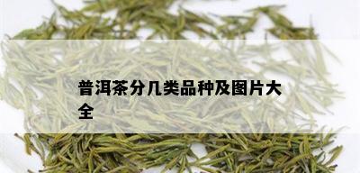 普洱茶分几类品种及图片大全