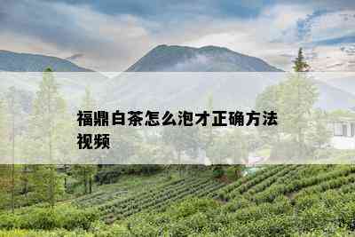 福鼎白茶怎么泡才正确方法视频