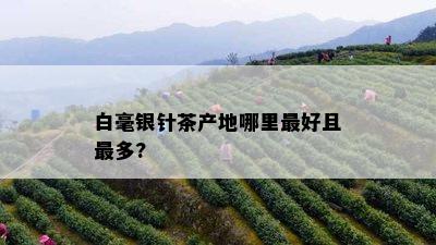 白毫银针茶产地哪里更好且最多?