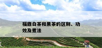 福鼎白茶和黑茶的区别、功效及煮法