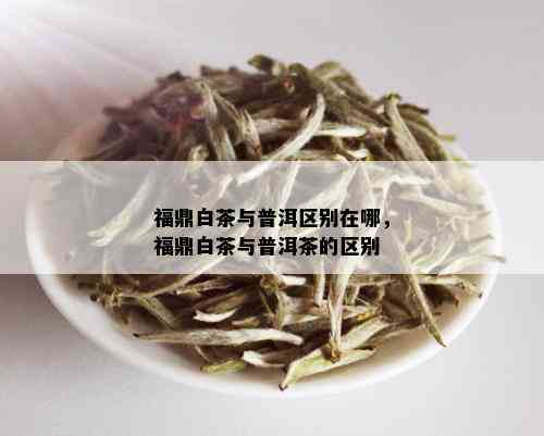 福鼎白茶与普洱区别在哪，福鼎白茶与普洱茶的区别