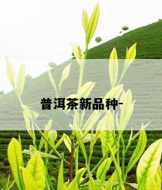 普洱茶新品种-