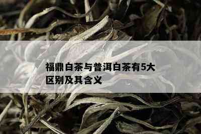 福鼎白茶与普洱白茶有5大区别及其含义