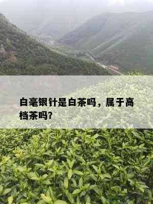 白毫银针是白茶吗，属于高档茶吗？