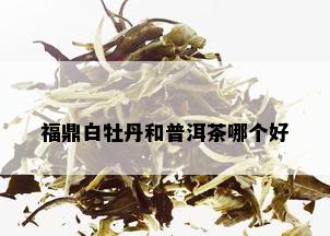 福鼎白牡丹和普洱茶哪个好