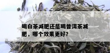 喝白茶减肥还是喝普洱茶减肥，哪个效果更好？