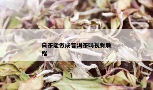 白茶能做成普洱茶吗视频教程