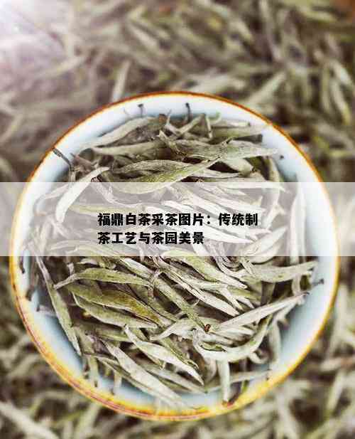 福鼎白茶采茶图片：传统制茶工艺与茶园美景