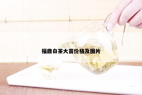 福鼎白茶大苗价格及图片