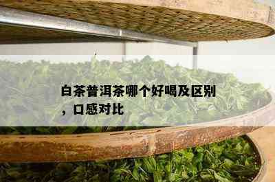 白茶普洱茶哪个好喝及区别，口感对比